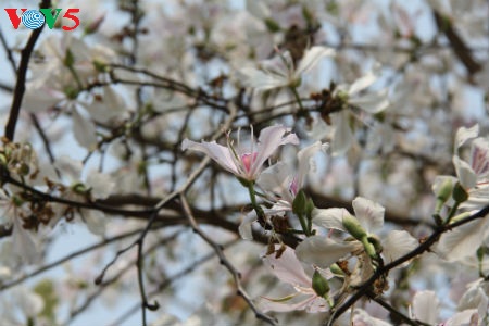 La fête des fleurs de bauhinie de Dien Bien